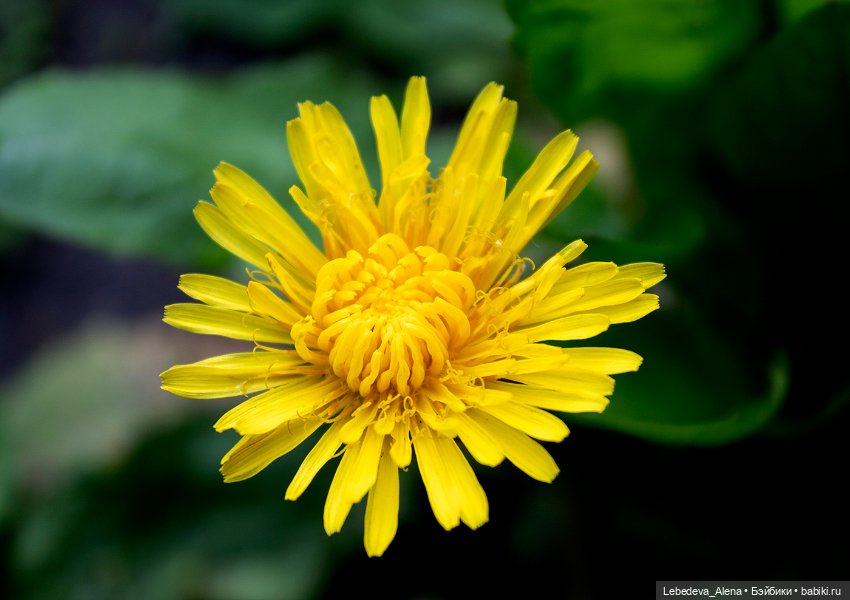 Просто цветы — Болталка и разговоры обо всем: жизнь (фото 2)