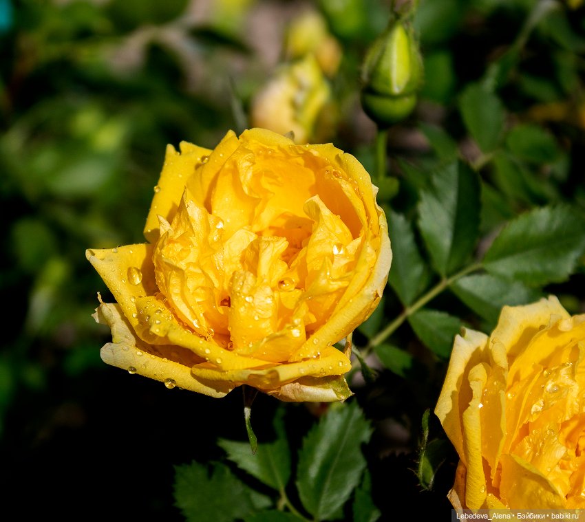Просто цветы — Болталка и разговоры обо всем: жизнь (фото 8)