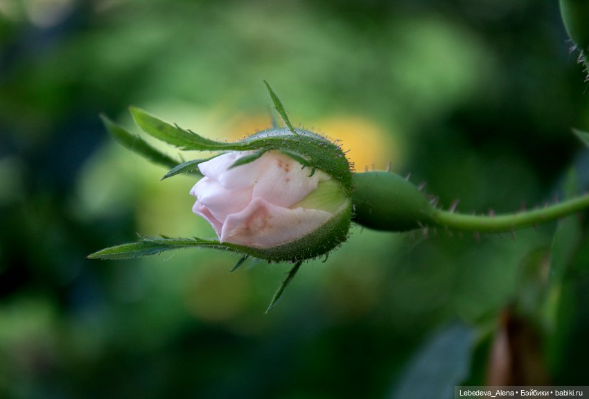 Просто цветы — Болталка и разговоры обо всем: жизнь