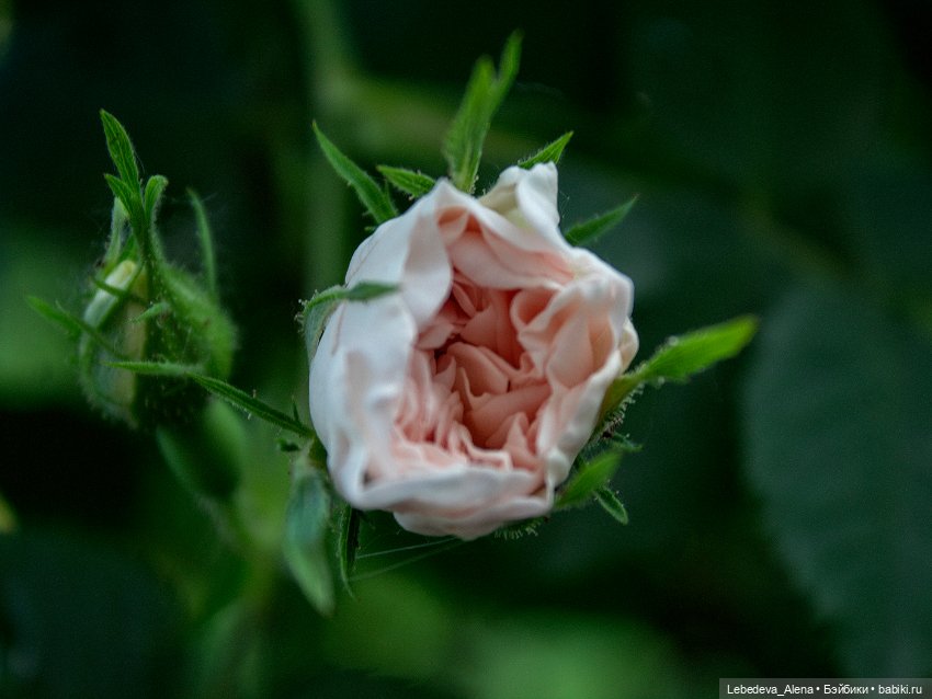 Просто цветы — Болталка и разговоры обо всем: жизнь