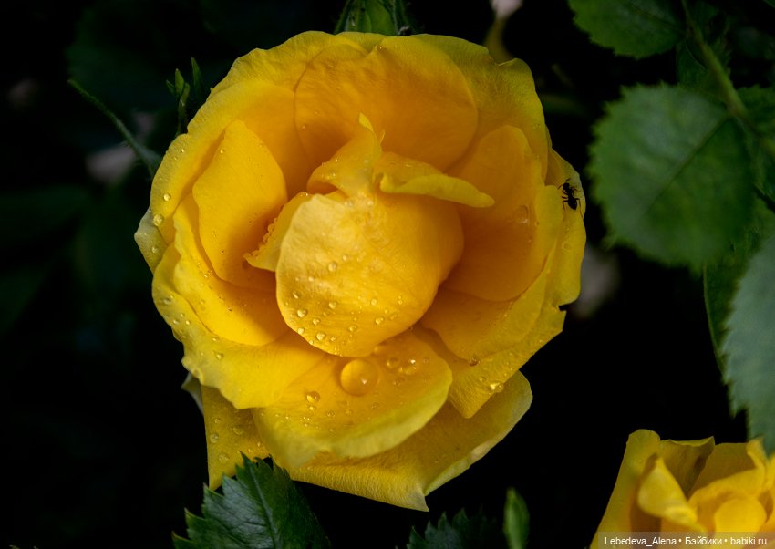 Просто цветы — Болталка и разговоры обо всем: жизнь (фото 9)