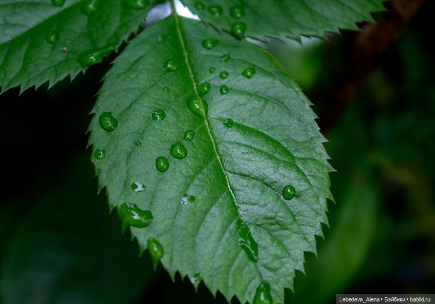 Просто цветы — Болталка и разговоры обо всем: жизнь