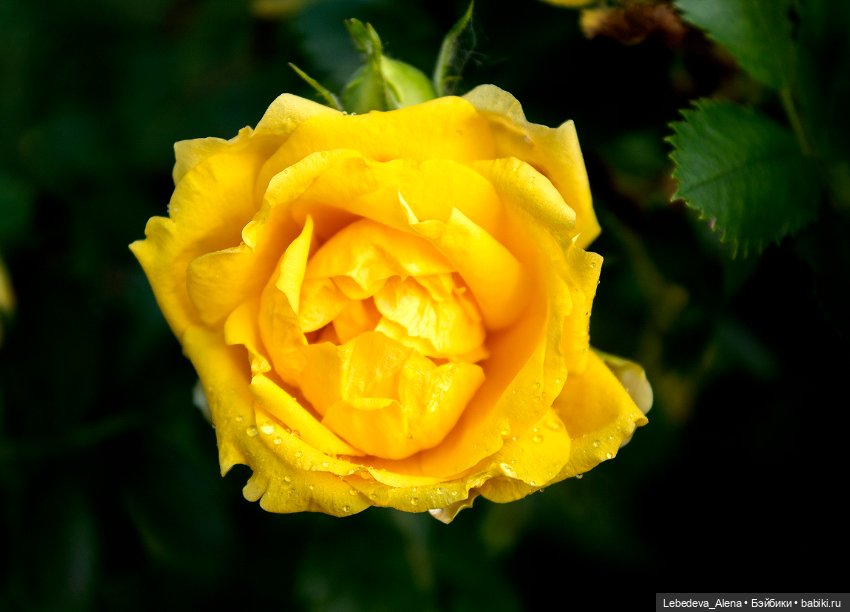 Просто цветы — Болталка и разговоры обо всем: жизнь (фото 7)