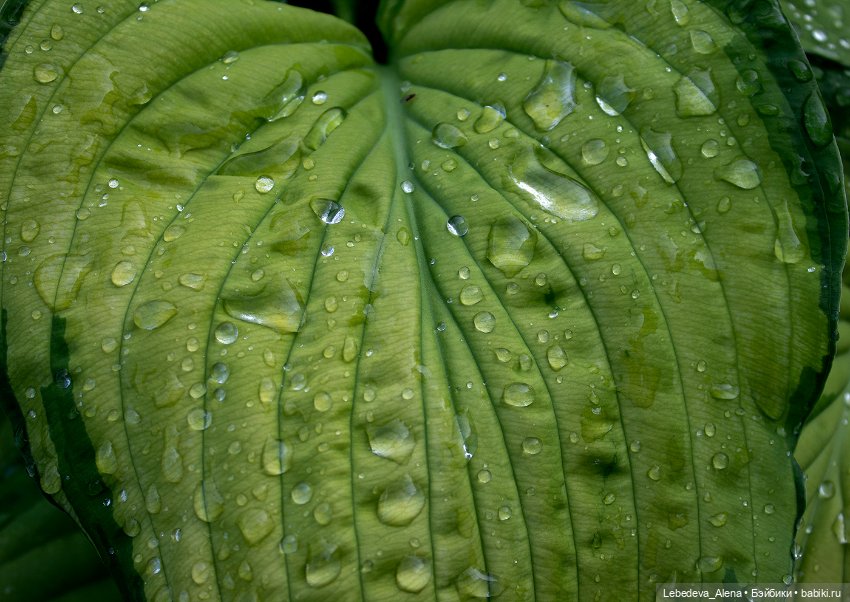 Просто цветы — Болталка и разговоры обо всем: жизнь (фото 6)
