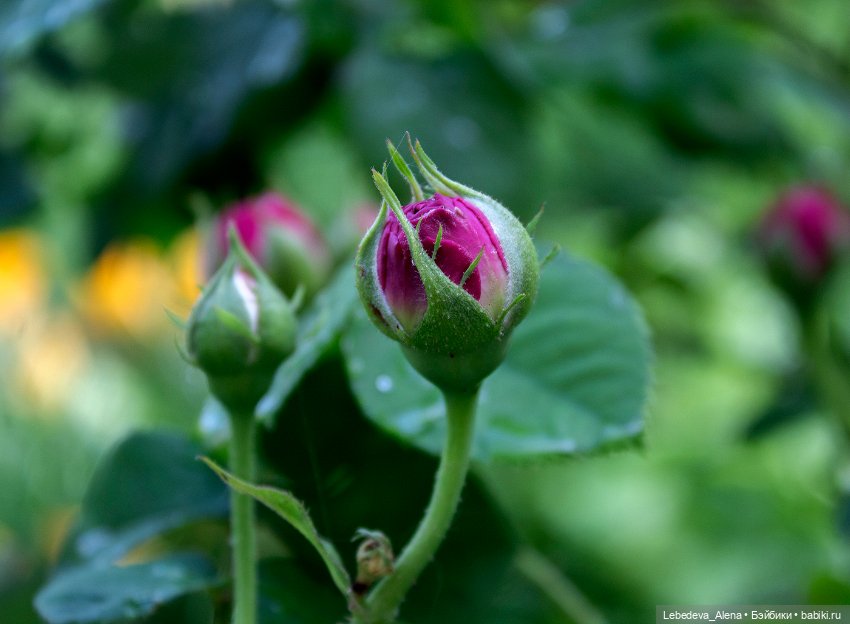 Просто цветы — Болталка и разговоры обо всем: жизнь (фото 10)