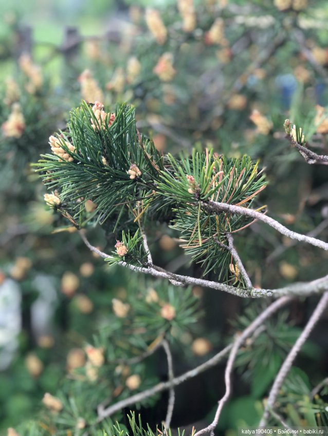 Лето, солнце, жара, Блайз (фото 6)