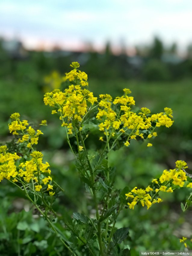 Лето, солнце, жара, Блайз (фото 9)
