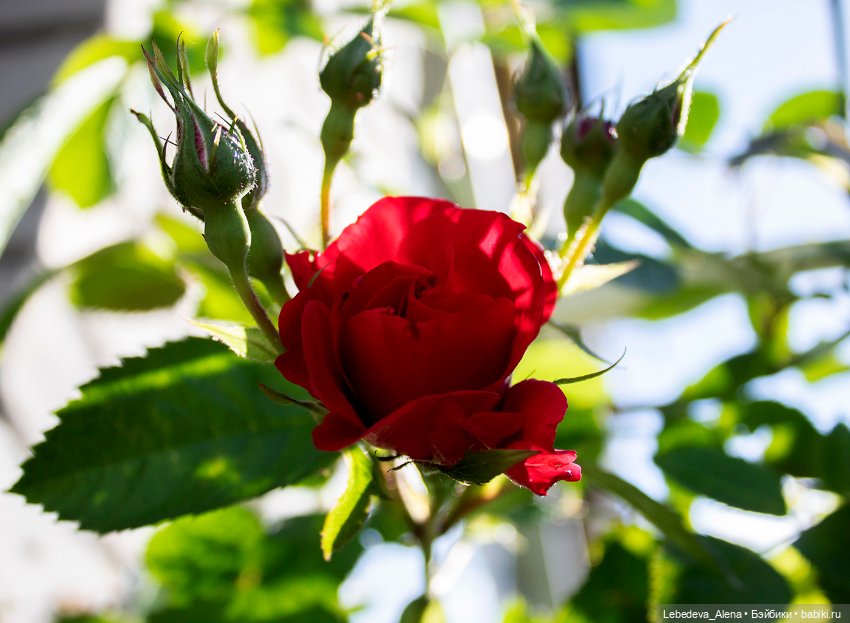 Тимофейка и лето — Куклы Doll Chateau (Доллшато): BJD (БЖД)