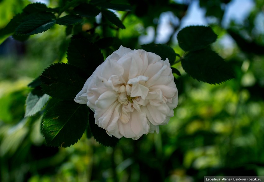 Тимофейка и лето — Куклы Doll Chateau (Доллшато): BJD (БЖД) (фото 5)