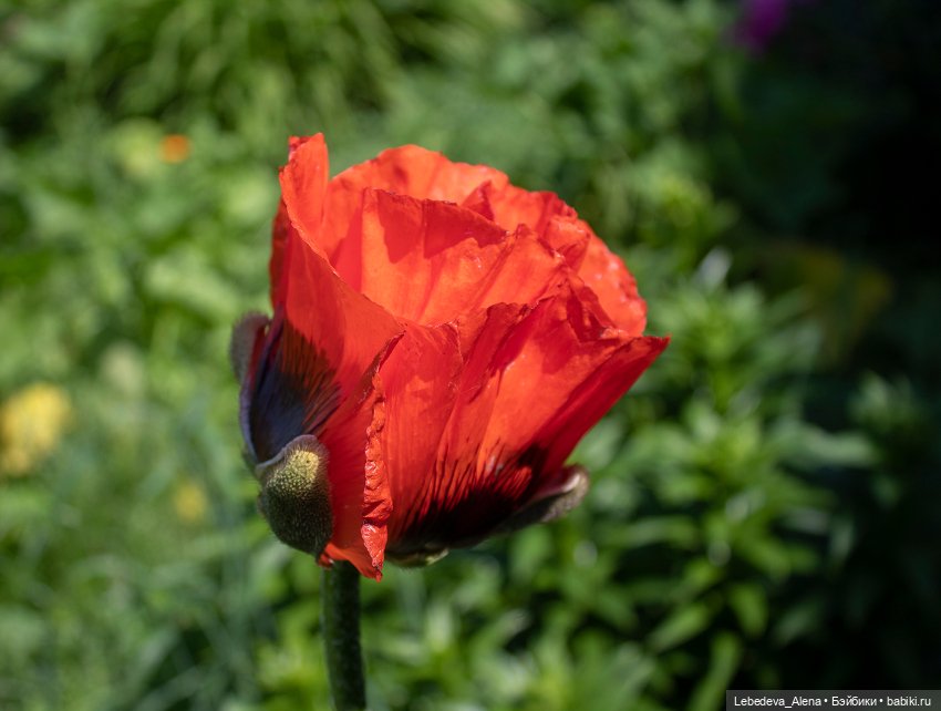 Яшка, эльф рыжий, любимый