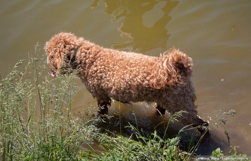 Яшка, эльф рыжий, любимый