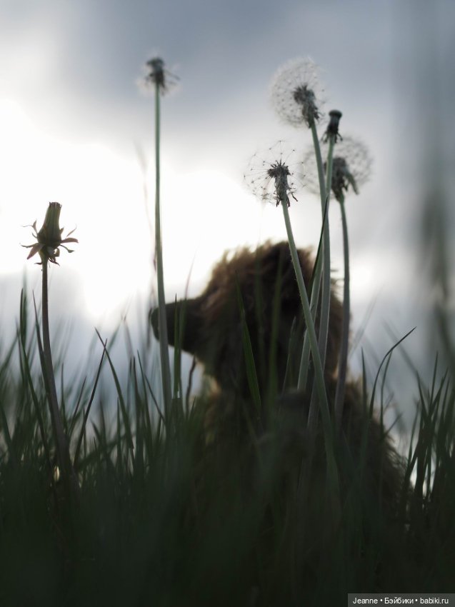 Пуговка — Авторские мишки Тедди и друзья: фото (фото 7)