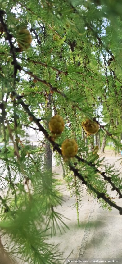 Вечерняя прогулка Джой — Куклы Kathe Kruse (Кате/Кэте Крузе): фото (фото 9)