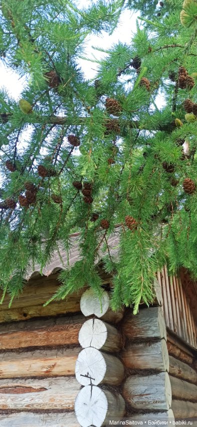 Вечерняя прогулка Джой — Куклы Kathe Kruse (Кате/Кэте Крузе): фото (фото 6)