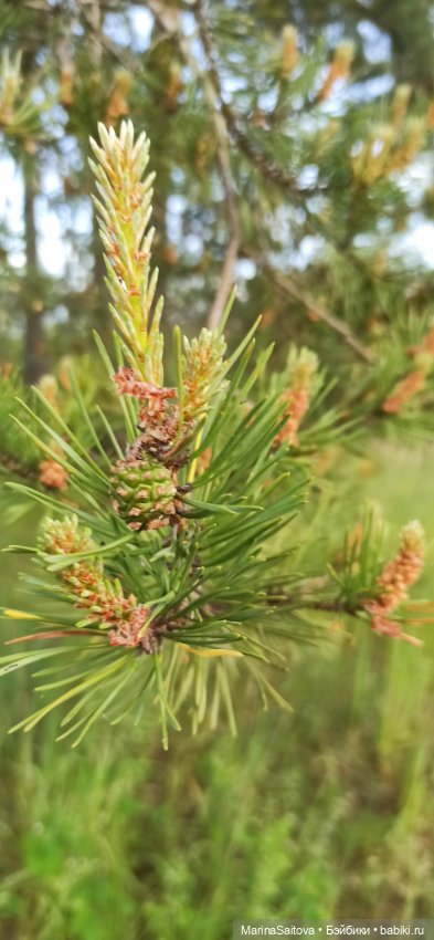 Вечерняя прогулка Джой — Куклы Kathe Kruse (Кате/Кэте Крузе): фото