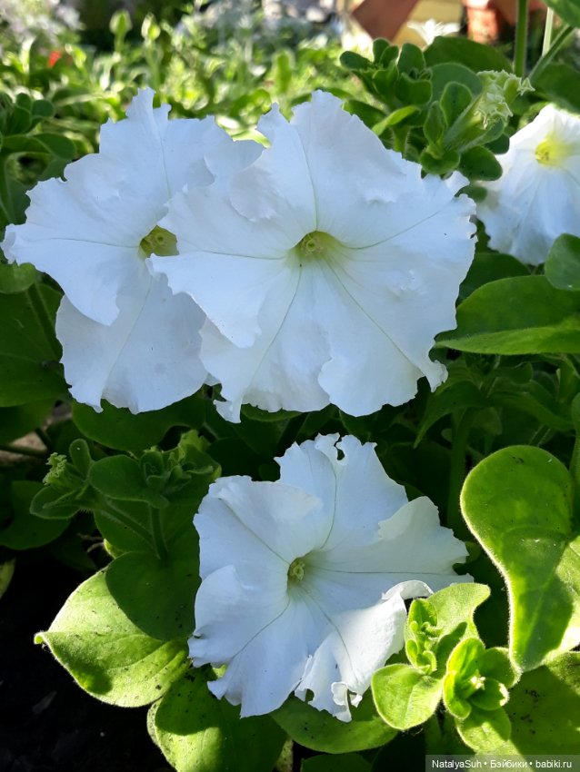 Наши петунии — Другие хобби и увлечения: сад (фото 8)