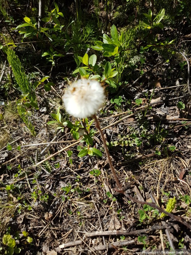 Прогулка — Куклы Fairyland (ФэйриЛэнд): BJD (БЖД)