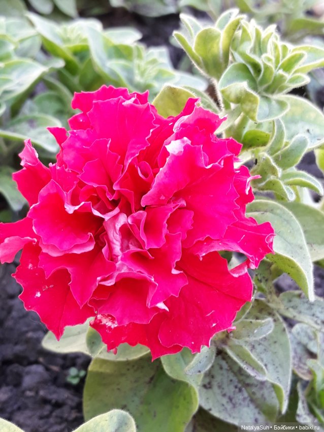 Наши петунии — Другие хобби и увлечения: сад (фото 7)