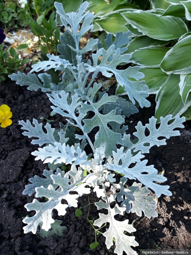 Наши петунии — Другие хобби и увлечения: сад (фото 9)