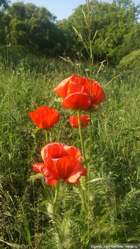 Лёлина прогулка — Разные шарнирные куклы (не БЖД): редкие (фото 3)