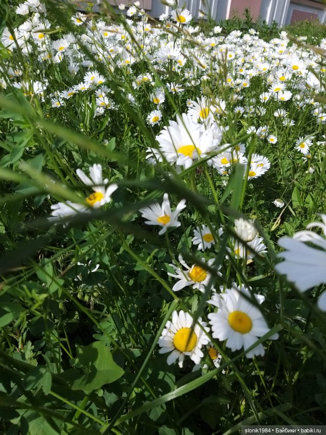 Рок-группа на кухонном столе (фото 6)