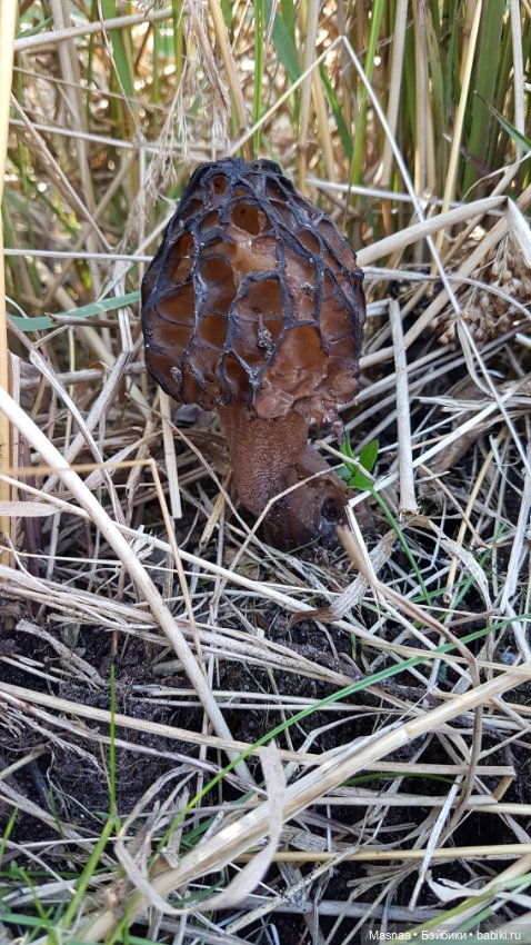 Мой Филипп от Resinsoul — Куклы Resinsoul (Резинсоул) и Bobobie: BJD (БЖД) (фото 8)