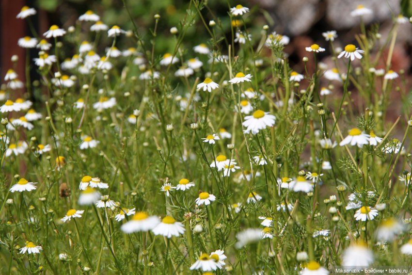 Большие приключения маленького эльфа (фото 9)