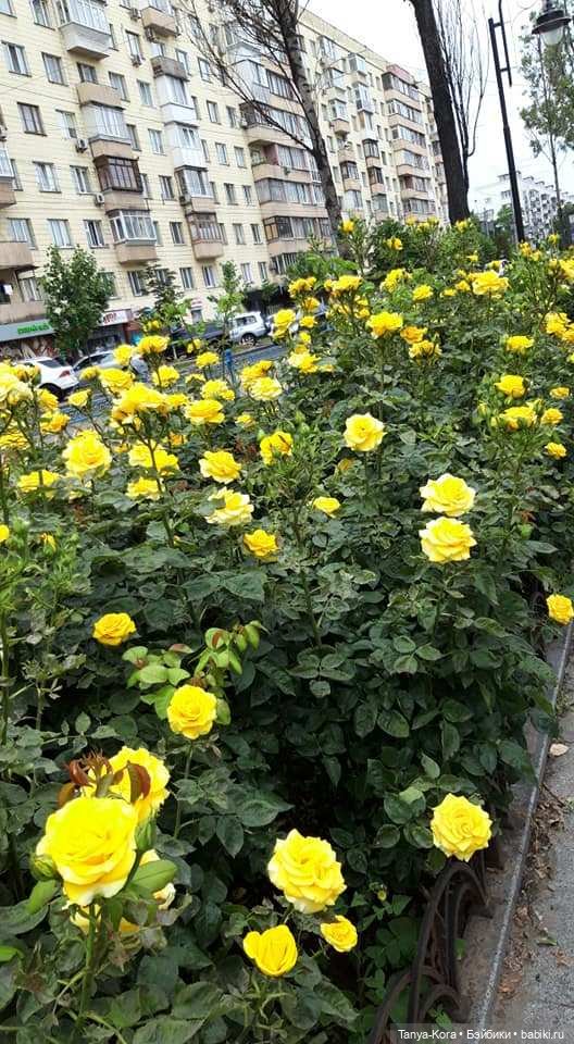 Прогулка по Киеву с Цветочным Эльфом (фото 4)