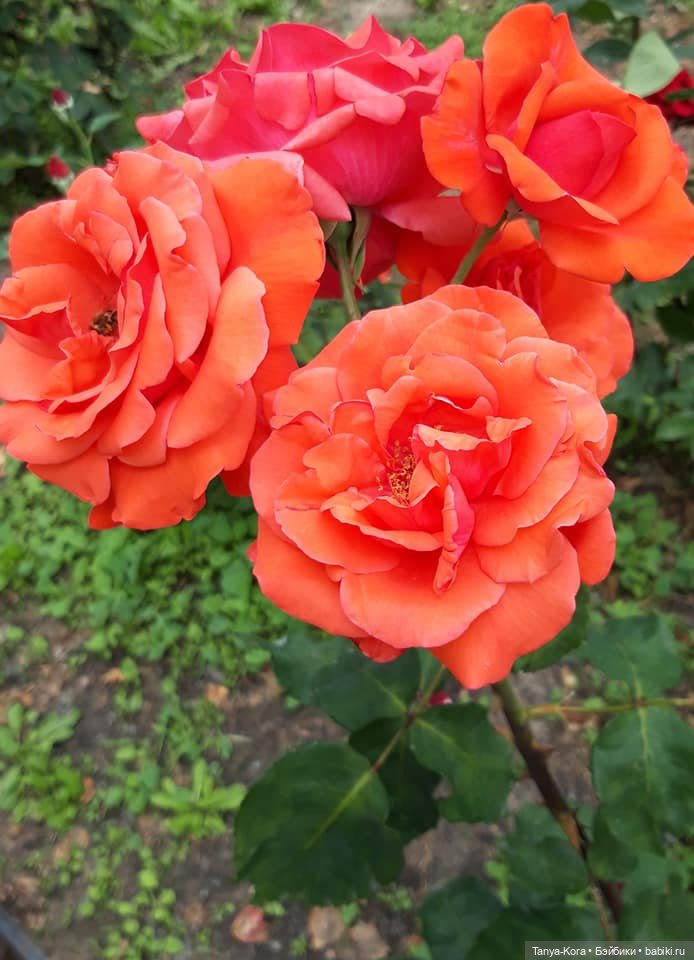 Прогулка по Киеву с Цветочным Эльфом