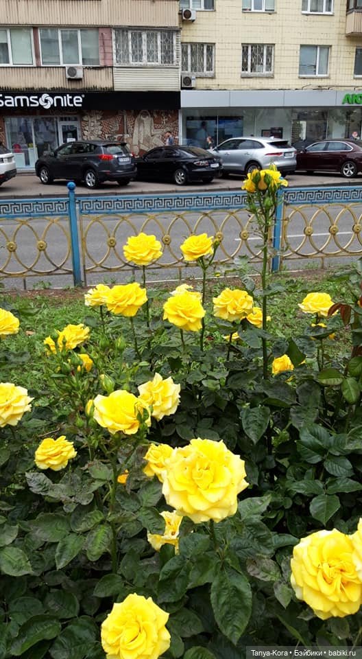 Прогулка по Киеву с Цветочным Эльфом (фото 2)