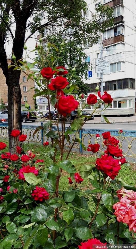 Прогулка по Киеву с Цветочным Эльфом