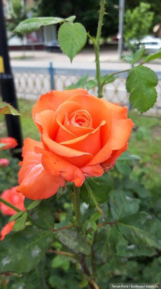 Прогулка по Киеву с Цветочным Эльфом