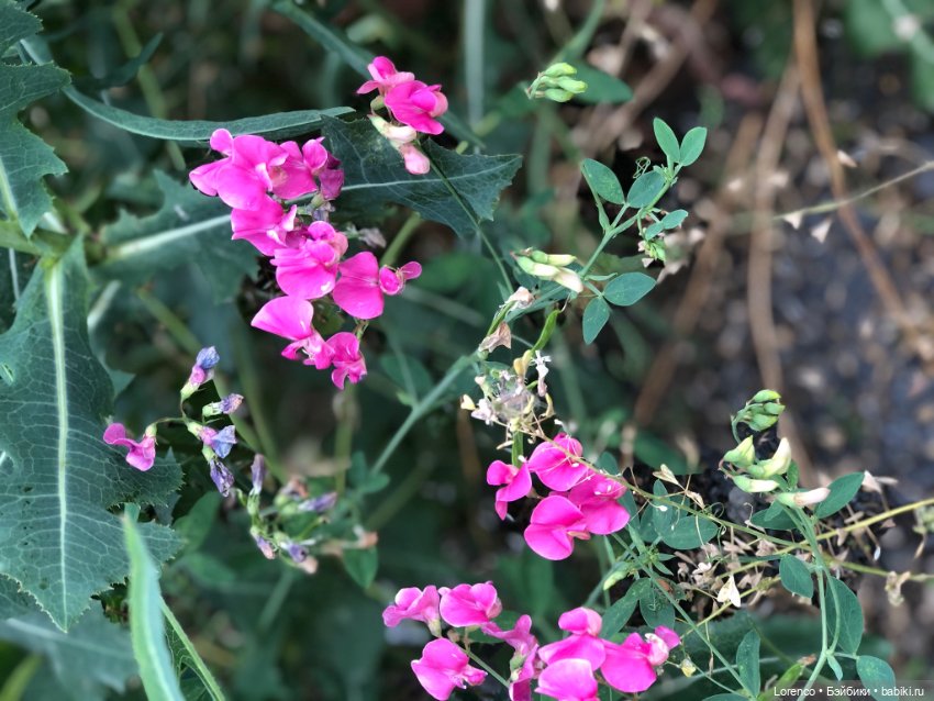 Июньская прогулка — Болталка и разговоры обо всем: жизнь
