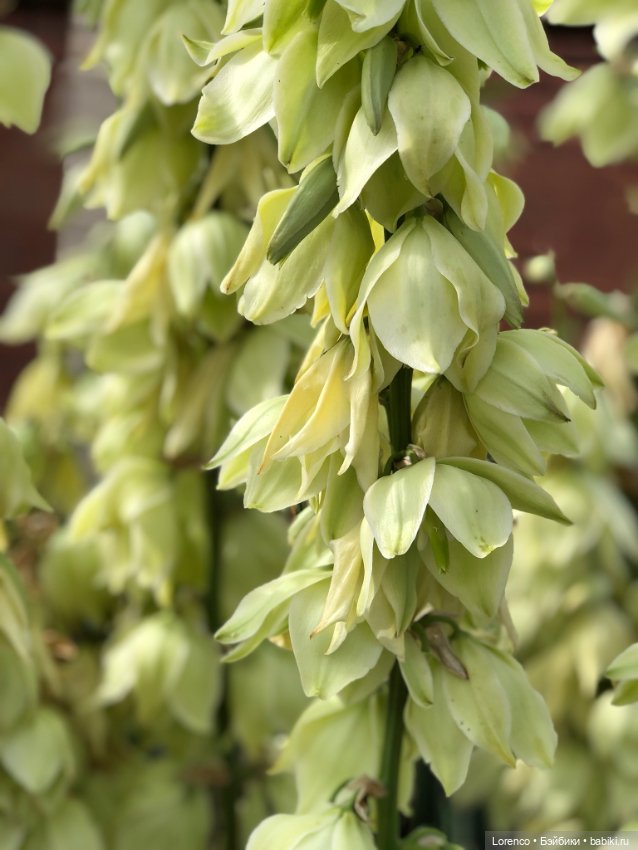 Июньская прогулка — Болталка и разговоры обо всем: жизнь (фото 6)