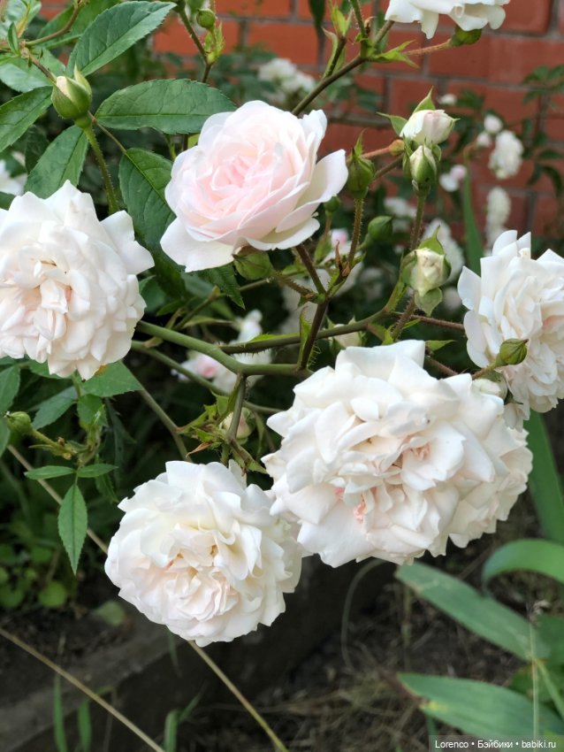 Июньская прогулка — Болталка и разговоры обо всем: жизнь