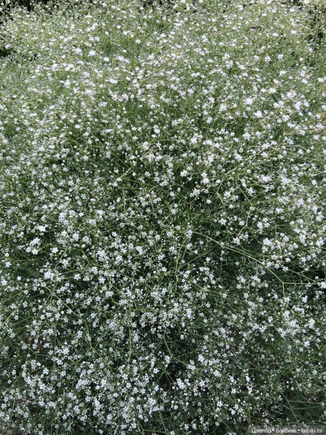 Июньская прогулка — Болталка и разговоры обо всем: жизнь (фото 8)