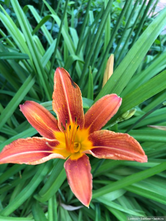 Июньская прогулка — Болталка и разговоры обо всем: жизнь (фото 10)