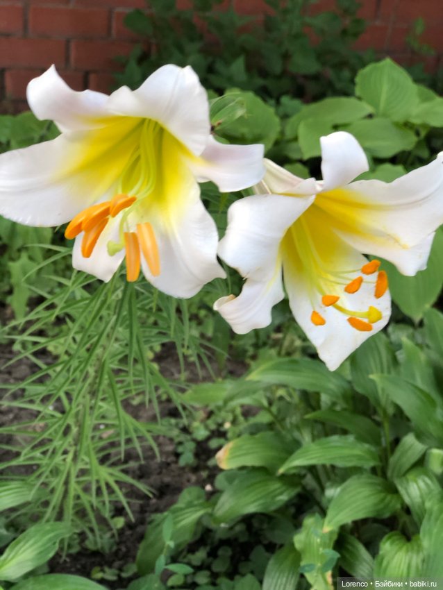 Июньская прогулка — Болталка и разговоры обо всем: жизнь