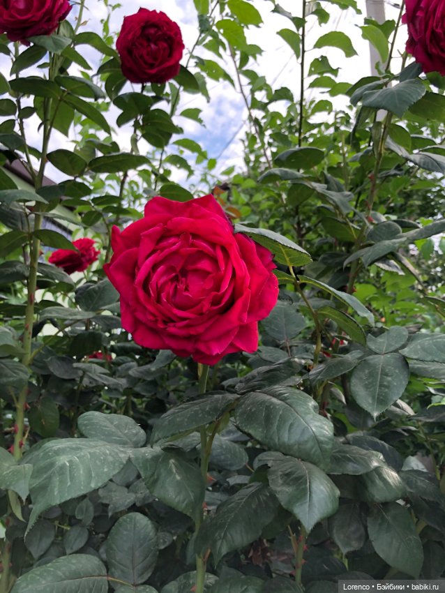 Июньская прогулка — Болталка и разговоры обо всем: жизнь (фото 5)