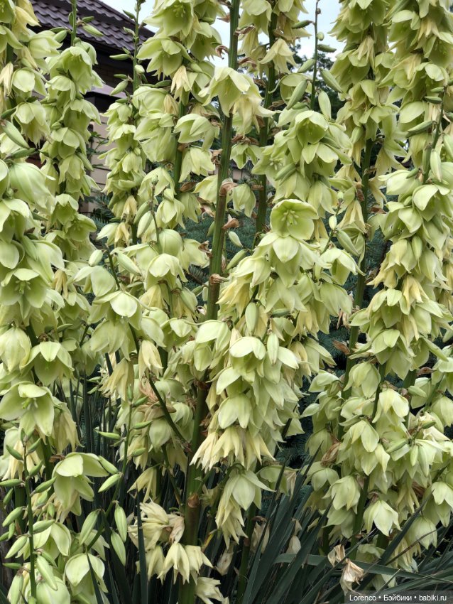 Июньская прогулка — Болталка и разговоры обо всем: жизнь