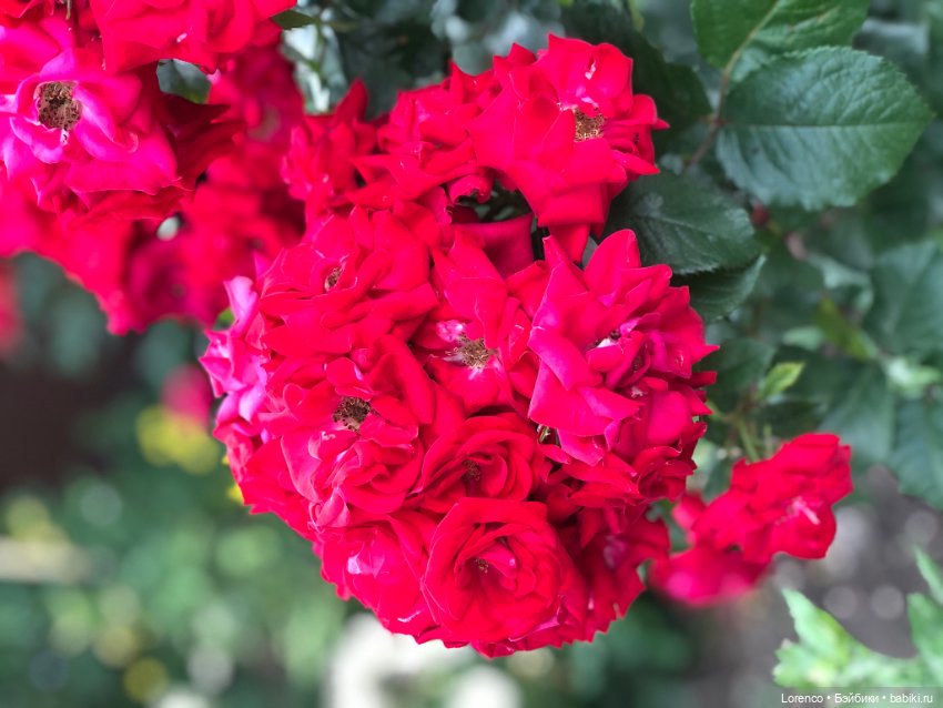 Июньская прогулка — Болталка и разговоры обо всем: жизнь