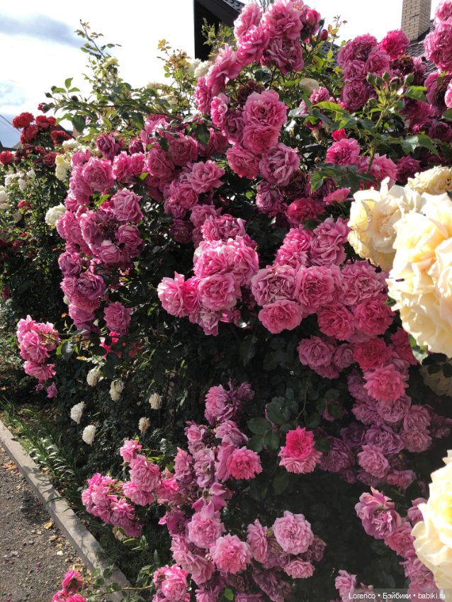 Июньская прогулка — Болталка и разговоры обо всем: жизнь (фото 3)