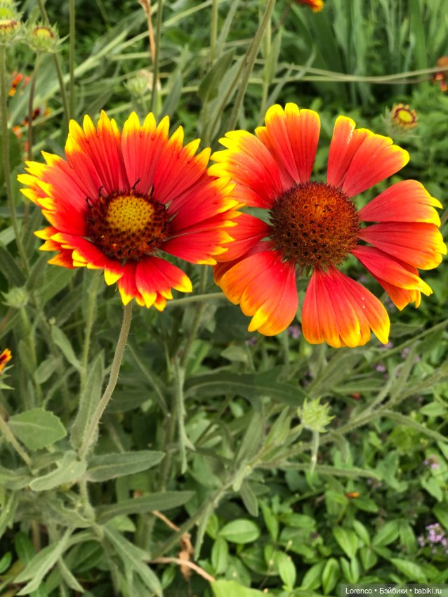 Июньская прогулка — Болталка и разговоры обо всем: жизнь