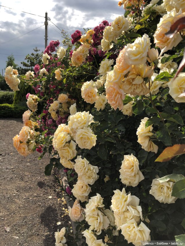 Июньская прогулка — Болталка и разговоры обо всем: жизнь (фото 2)