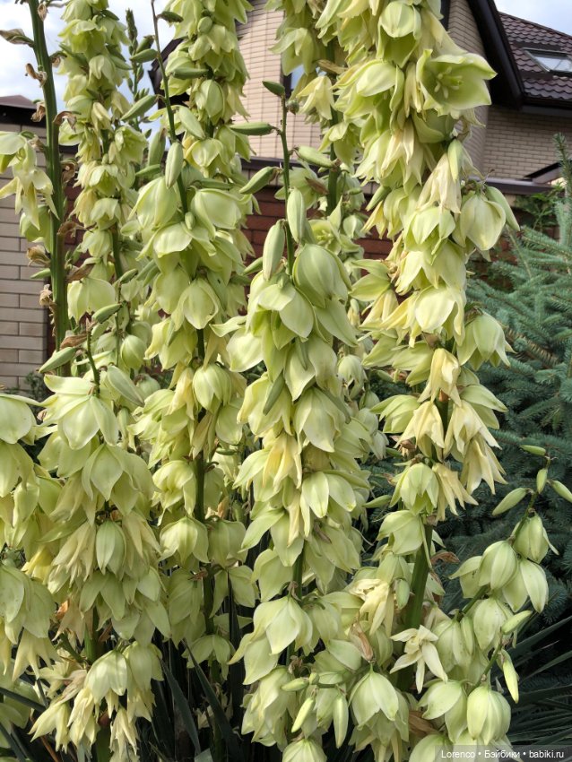 Июньская прогулка — Болталка и разговоры обо всем: жизнь (фото 4)