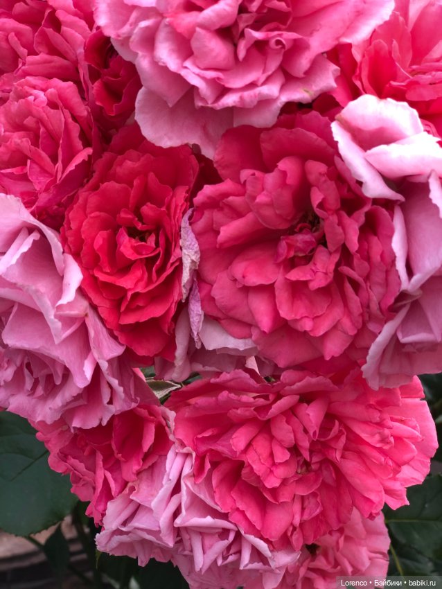 Июньская прогулка — Болталка и разговоры обо всем: жизнь (фото 7)