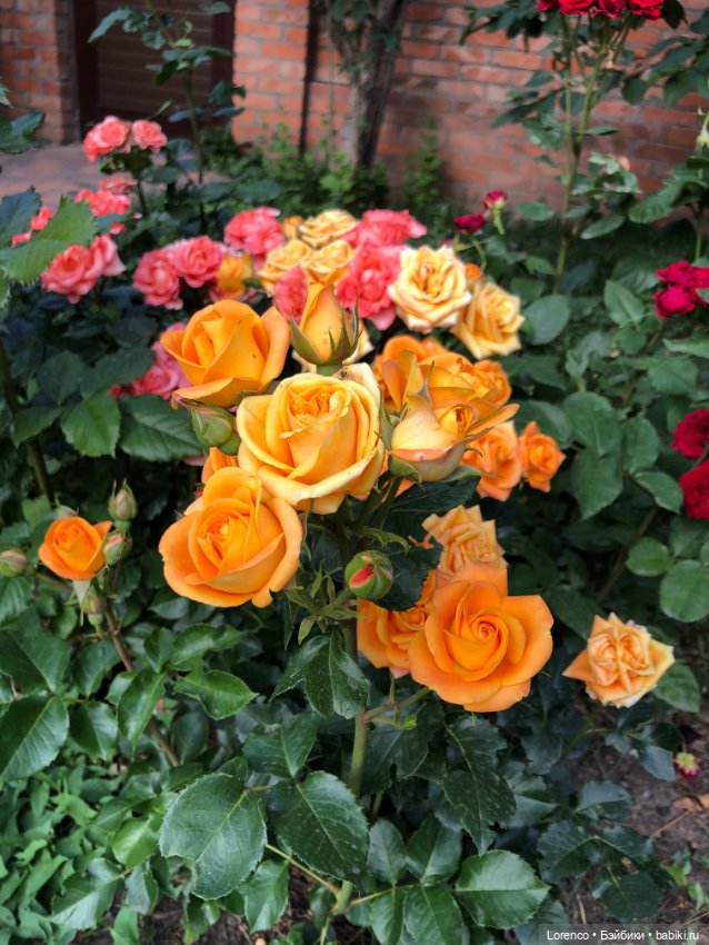 Июньская прогулка — Болталка и разговоры обо всем: жизнь (фото 9)