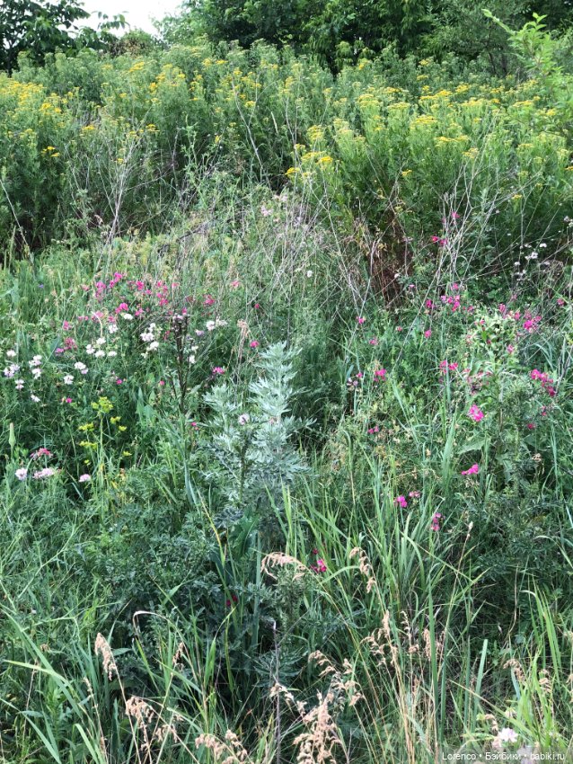 Июньская прогулка — Болталка и разговоры обо всем: жизнь