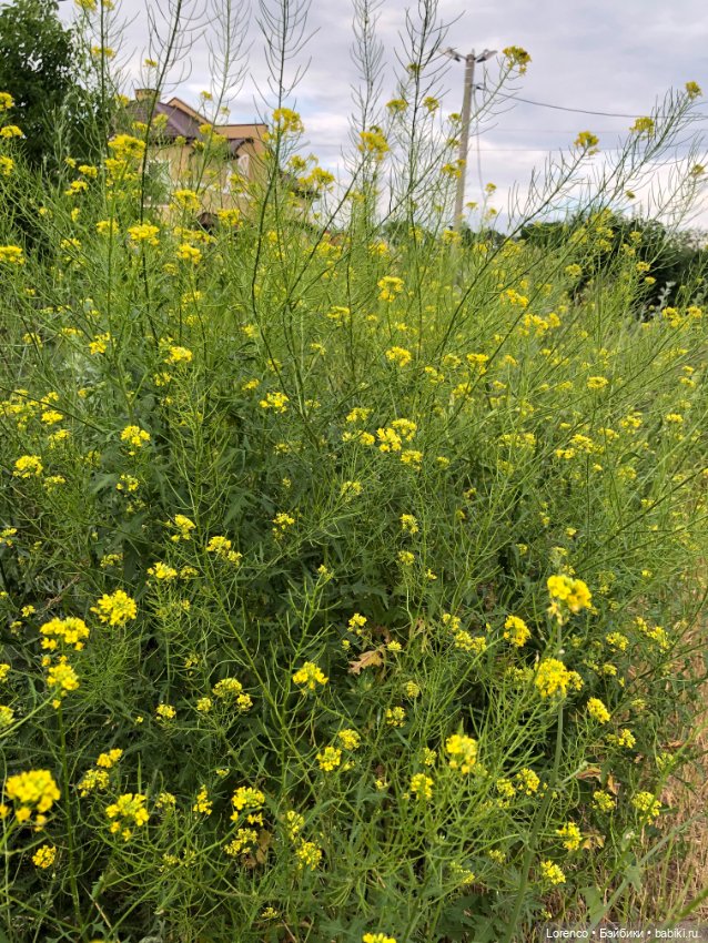 Июньская прогулка — Болталка и разговоры обо всем: жизнь