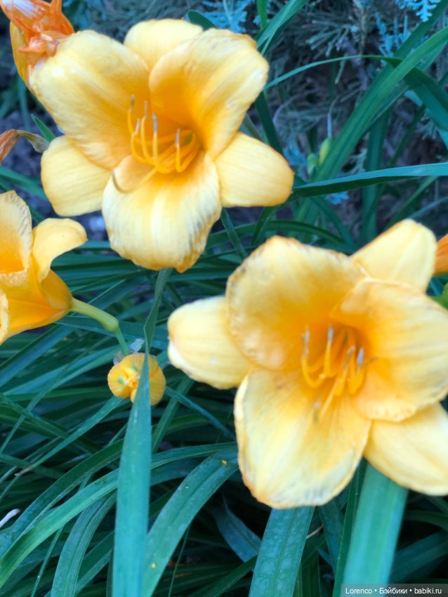 Июньская прогулка — Болталка и разговоры обо всем: жизнь